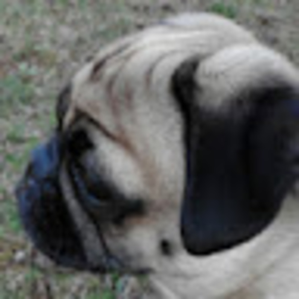 Meet your Posher, Helene